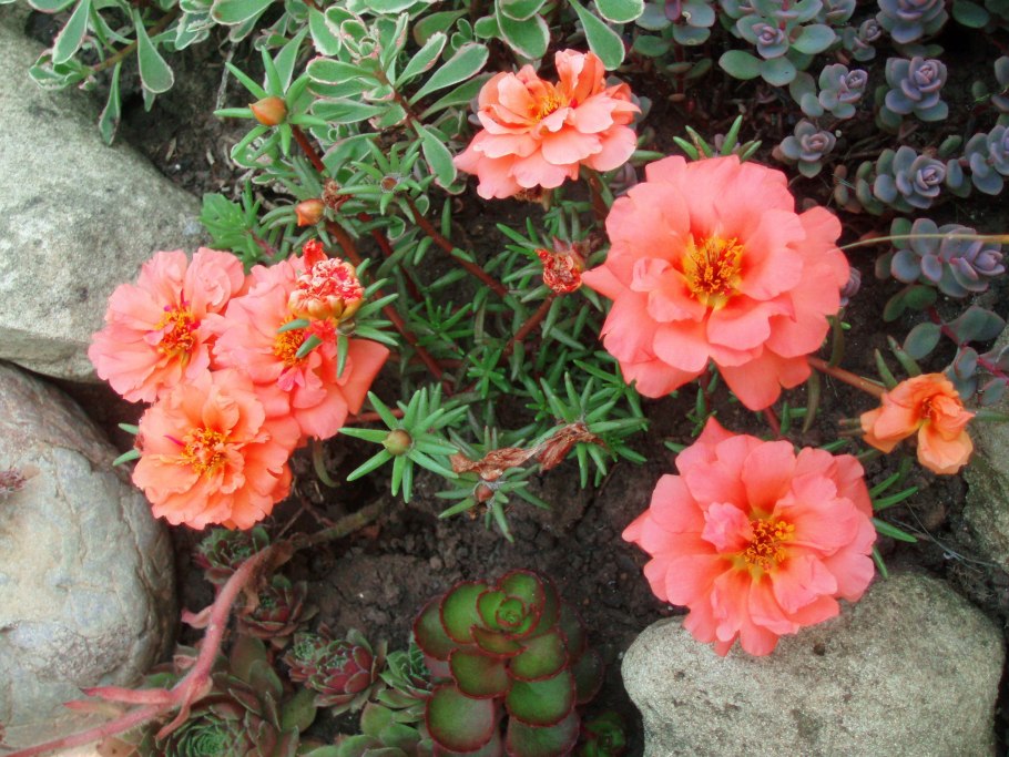 Портулак махровый крупноцветковый