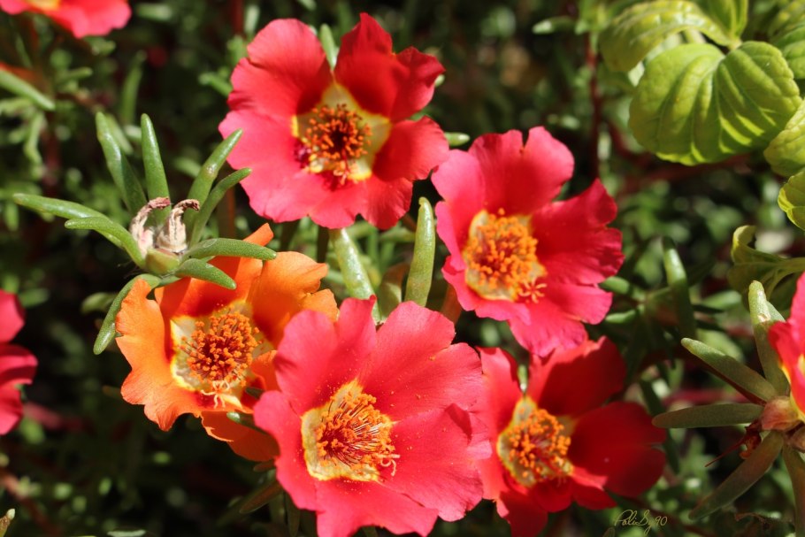 Трава портулак огородный