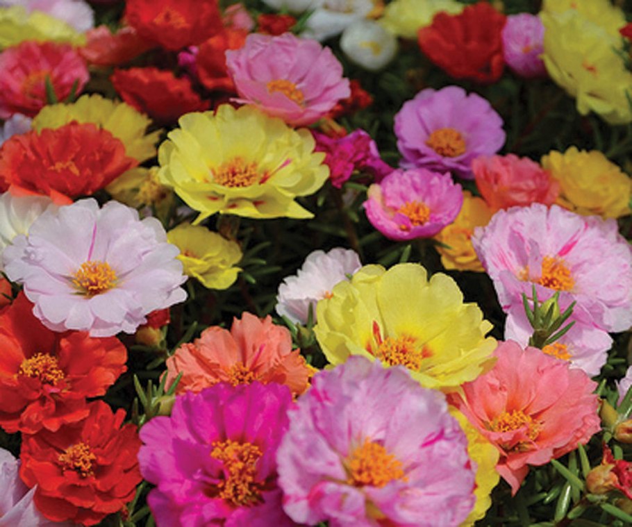 Портулак феерия махровый