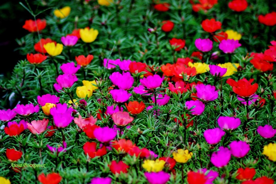 Портулак крупноцветный