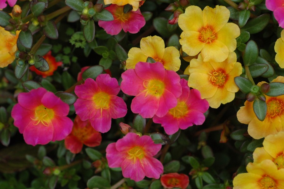 Портулак Роуз