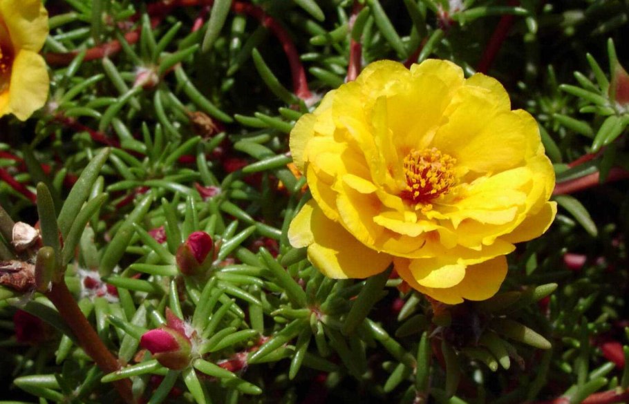 Портулак многоцветковый