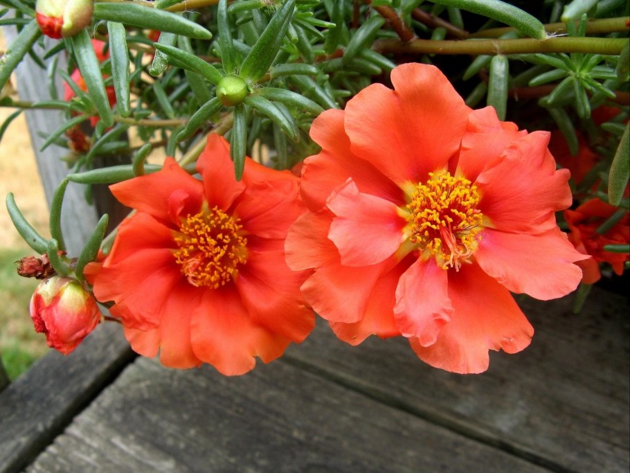 Портулак махровый коралловый риф