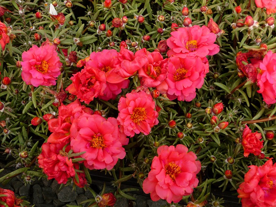 Портулак пёстрый