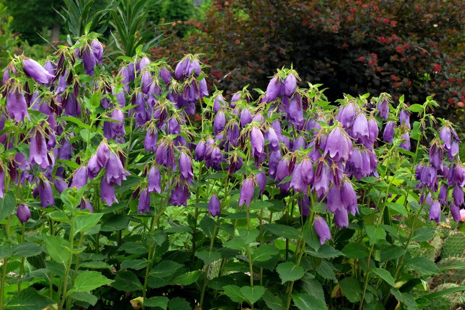 Колокольчик гибридный Сарастро