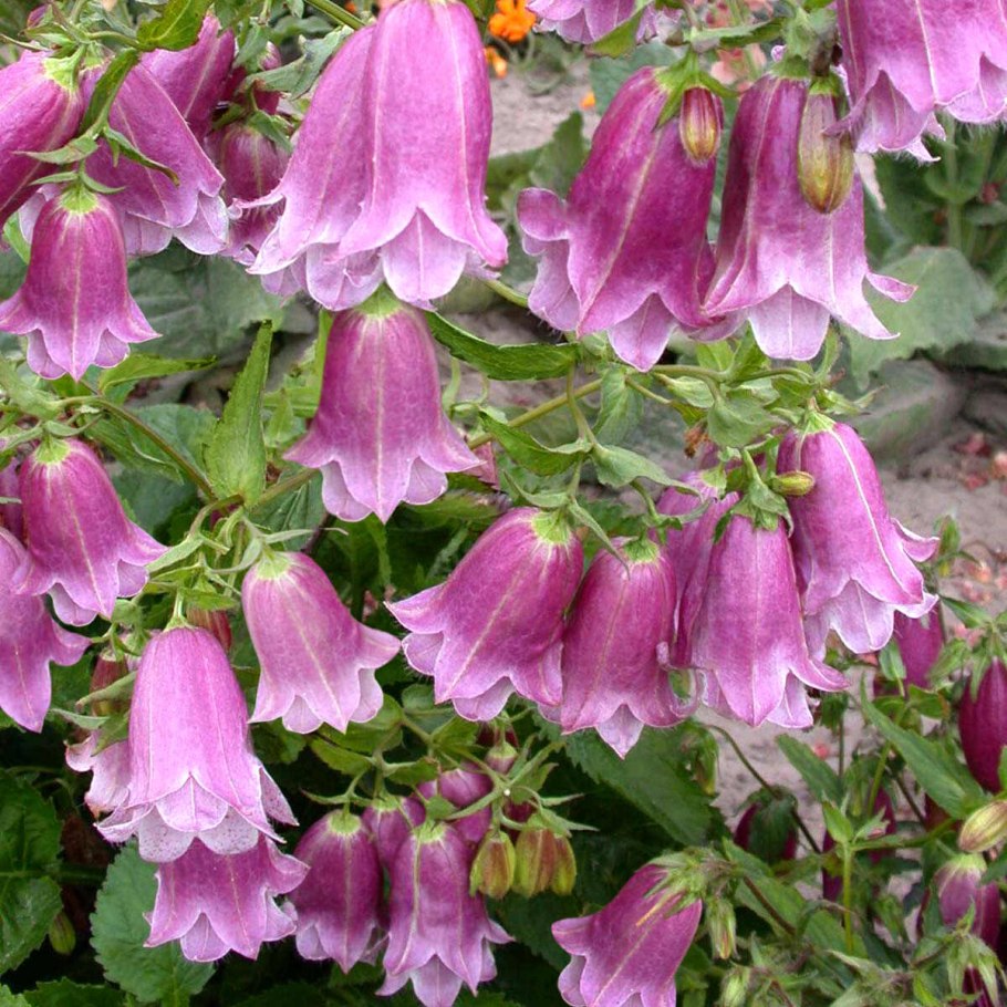 Колокольчик точечный черри Белз