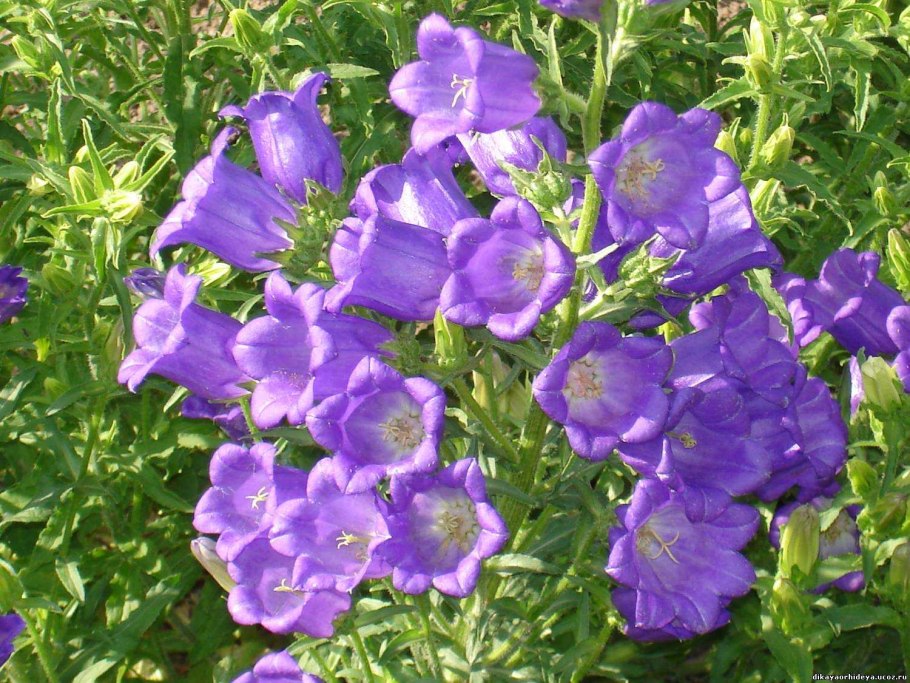 Колокольчик Кампанула многолетний