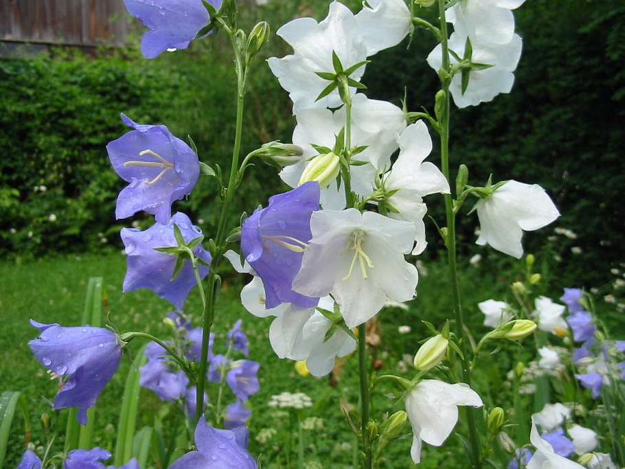 Колокольчик персиколистный (Campanula persicifolia)