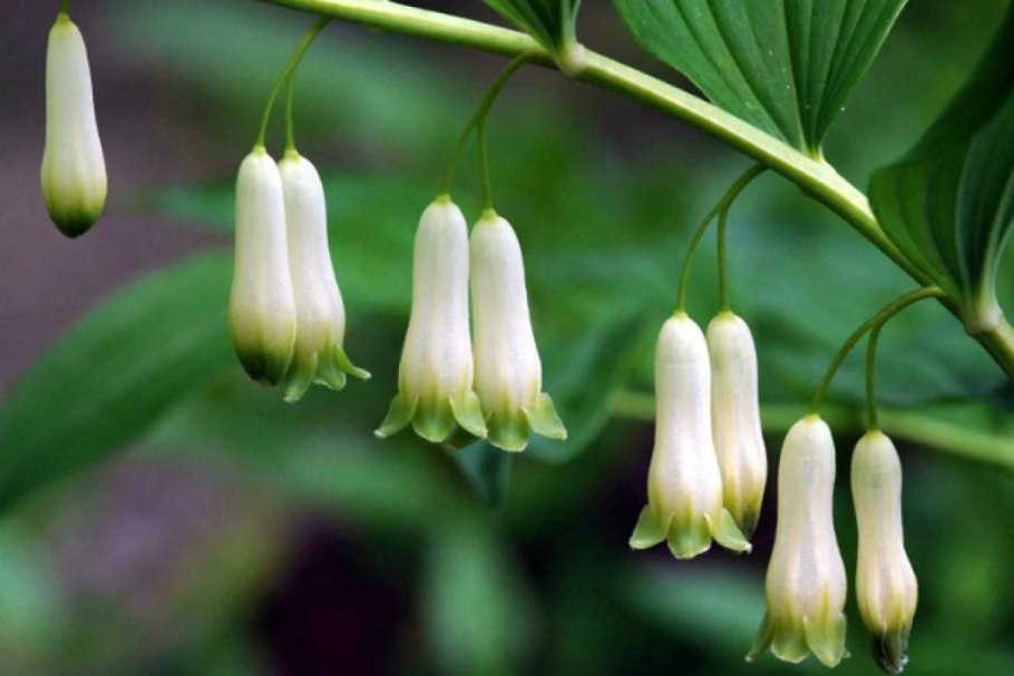 Купена (Polygonatum)