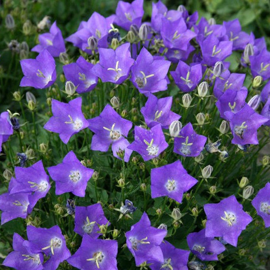 Колокольчик Карпатский Перл дип Блю