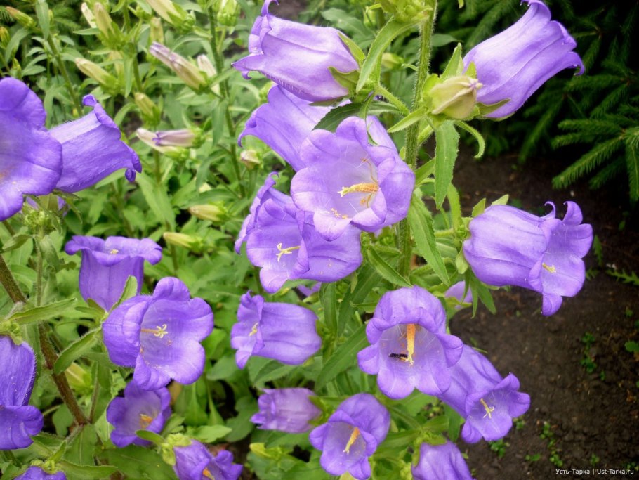 Королевский колокольчик многолетка