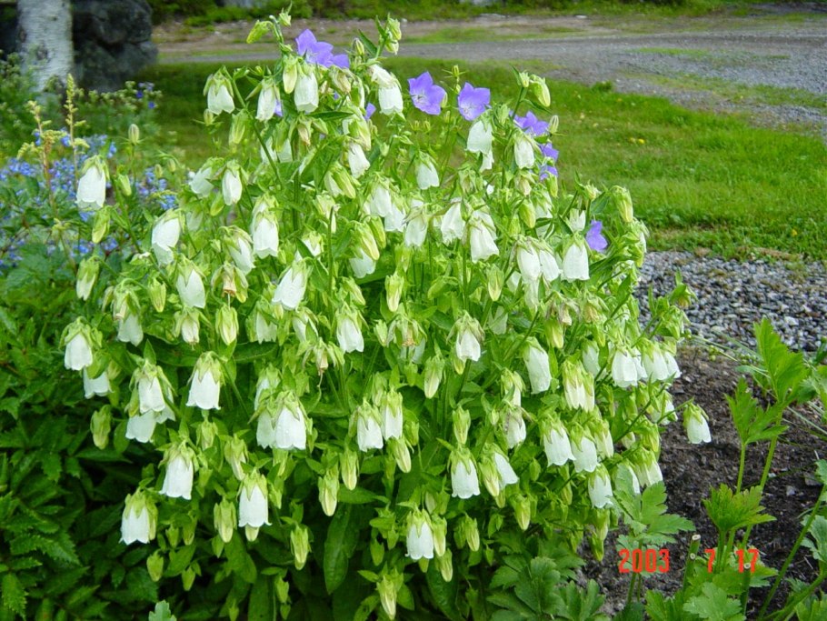 Колокольчик Симфиандра повислая (Symphyandra pendula)