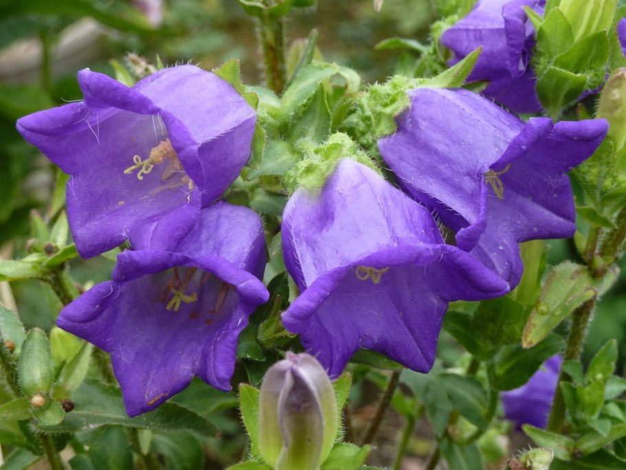 Кампанула Медиум