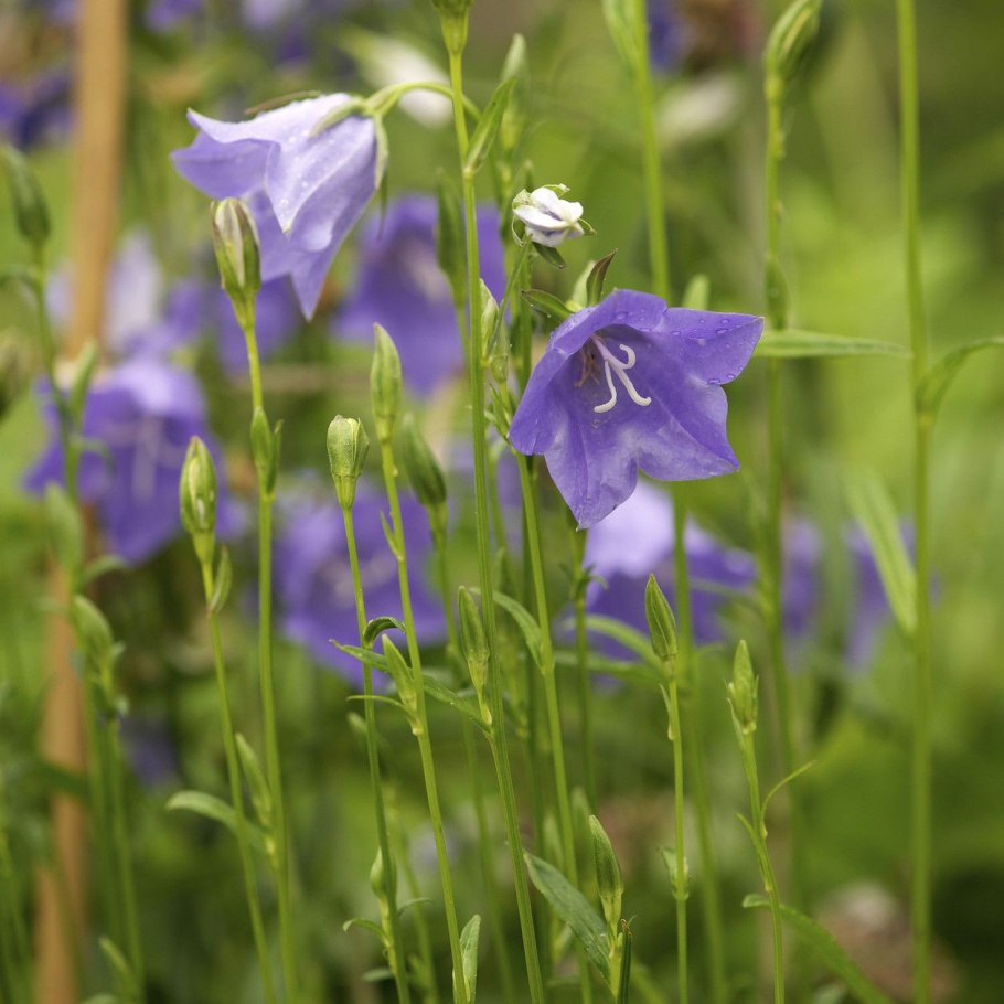 Персиколистный колокольчик многолетний