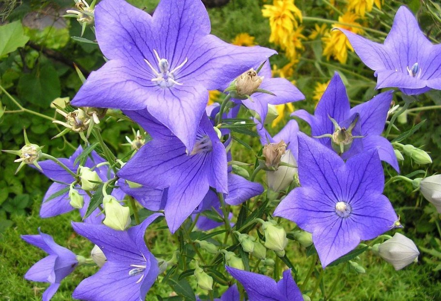 Колокольчик платикодон