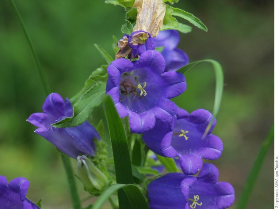 Колокольчик Аргунский