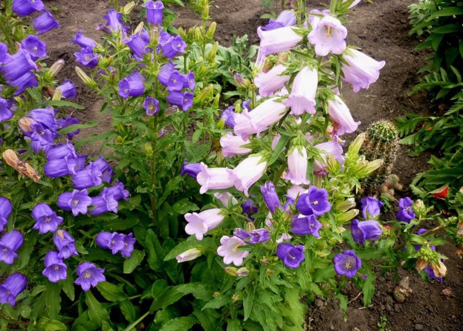 Колокольчик широколистный Карпатский