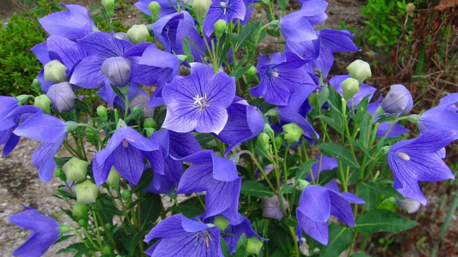 Платикодон Мариеси