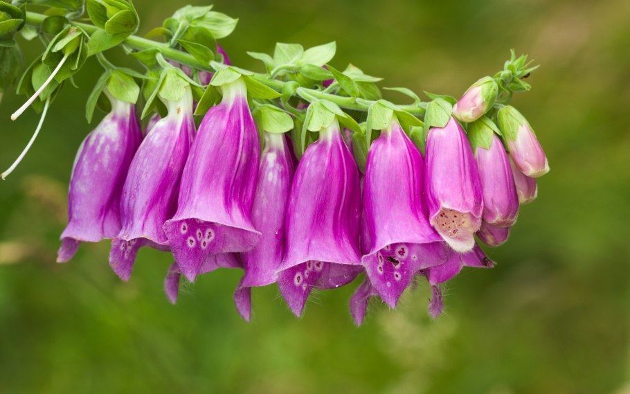 Наперстянка Луговая