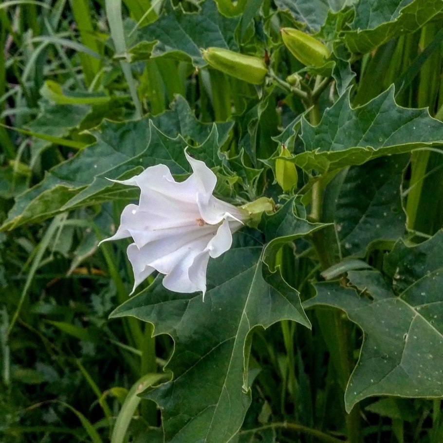 Датура (Datura)