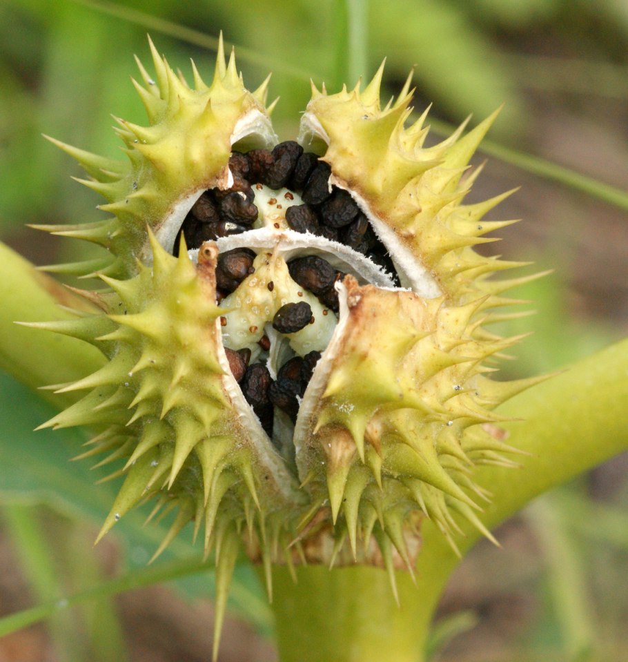 Дурман обыкновенный (Datura stramonium)