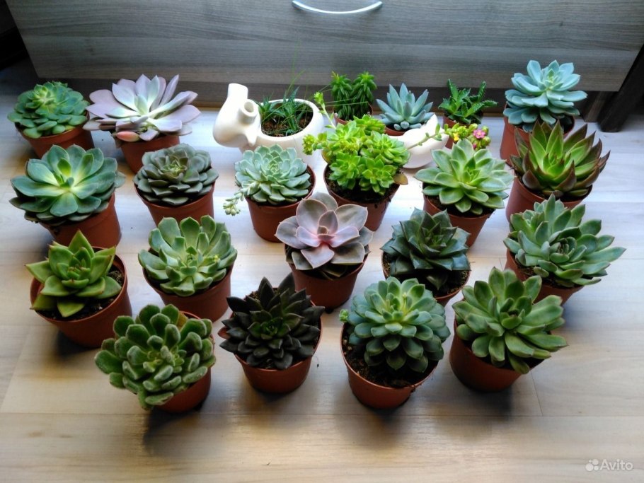 Эхеверия Пурпл