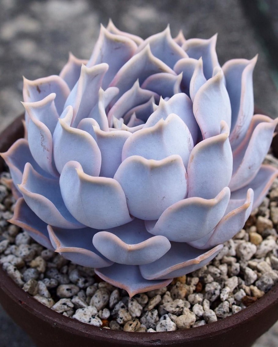 Эхеверия Альма Вильсон