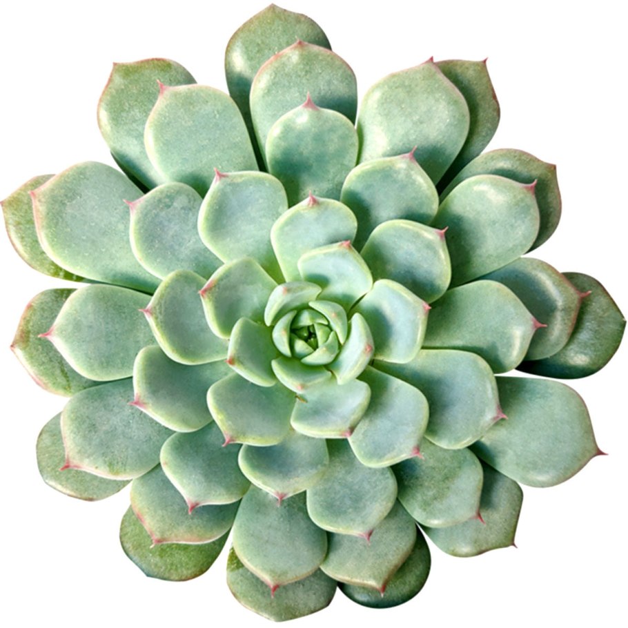 Суккулент Echeveria peacockii