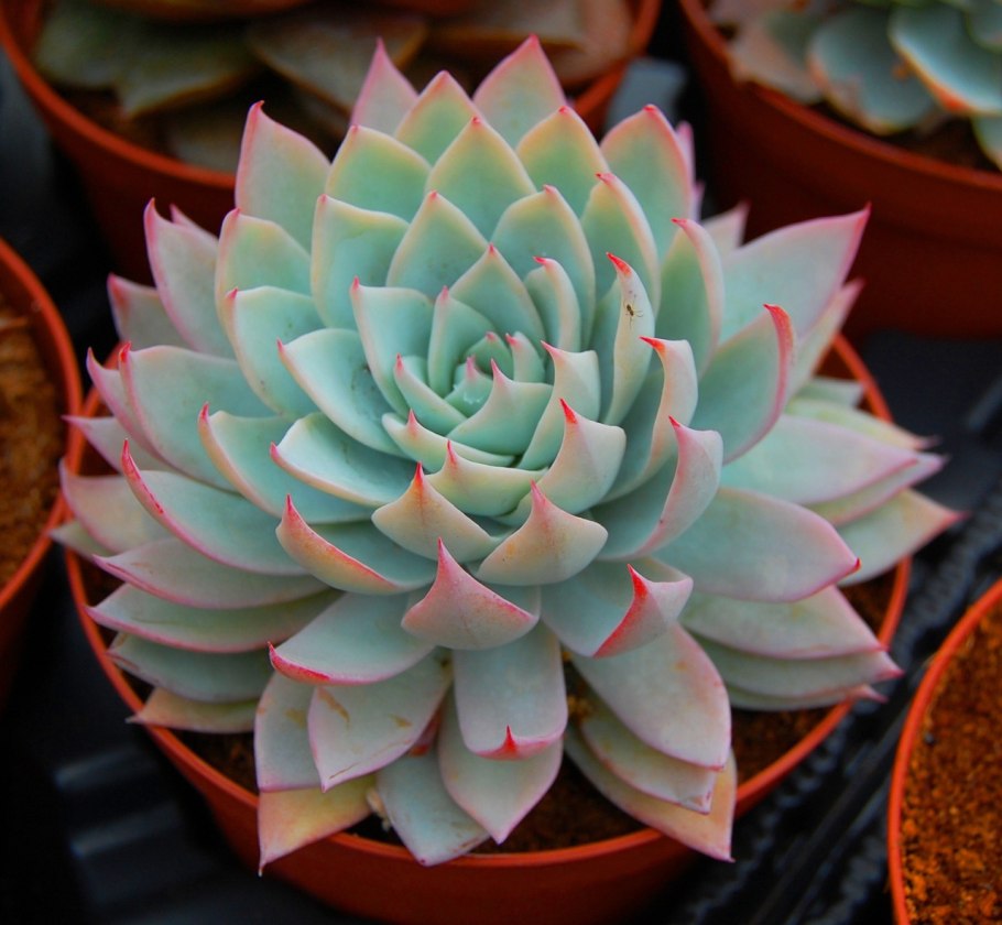 Эхеверия Магнифика