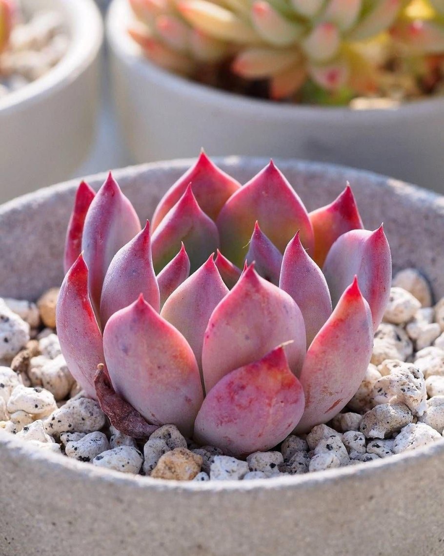 Эхеверия каменная роза