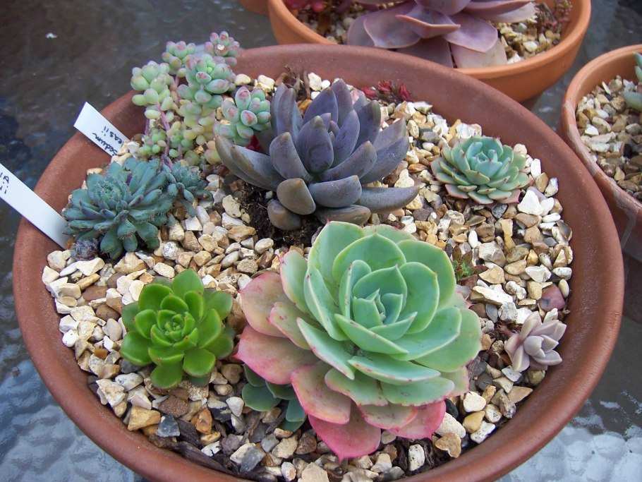 Суккулент эхеверия Echeveria