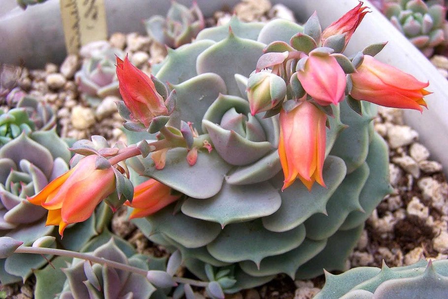 Суккуленты Вьетнама