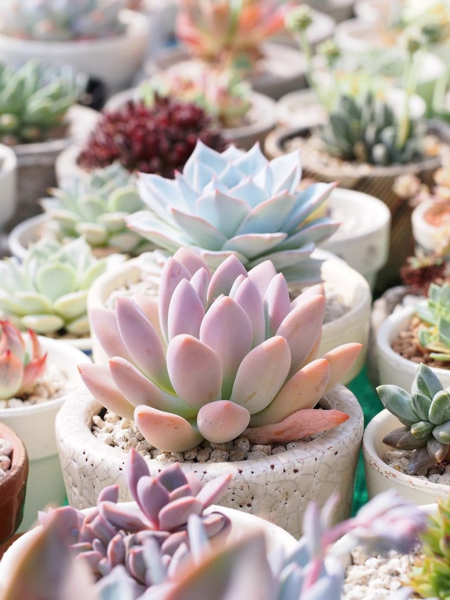 Суккулент Калипсо