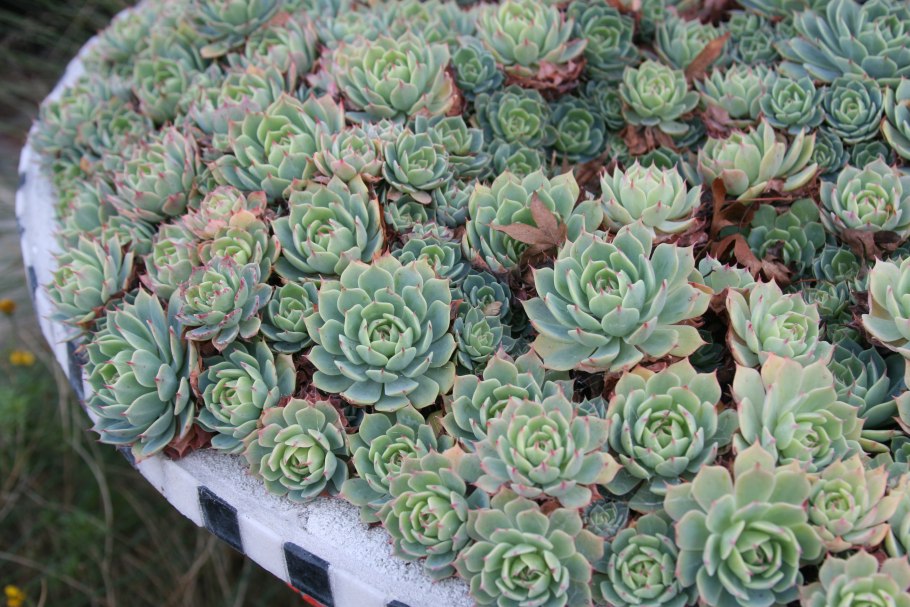 Эхеверия суккулент микс