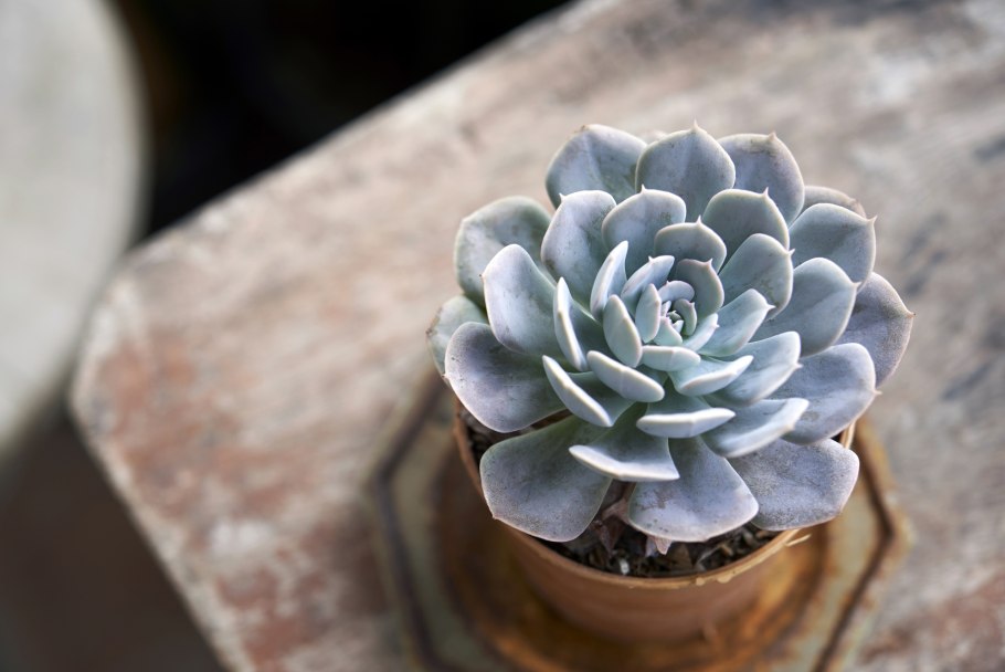 Эхеверия Бен Бадис