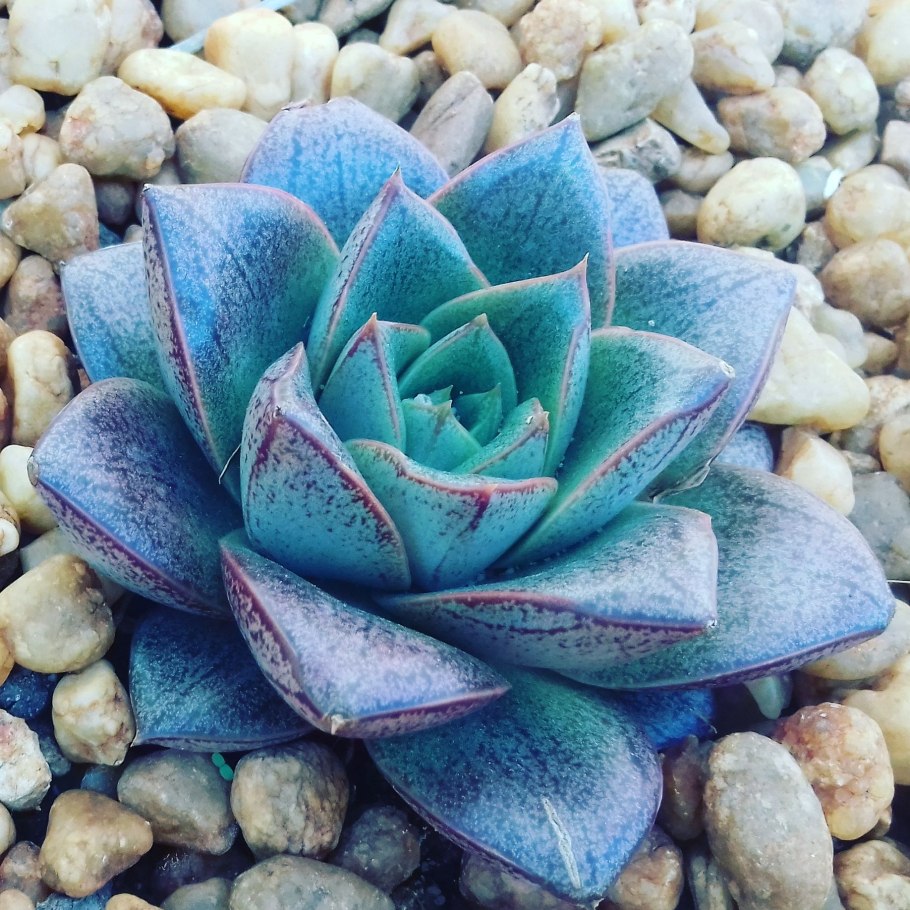 Эхеверия суккулент