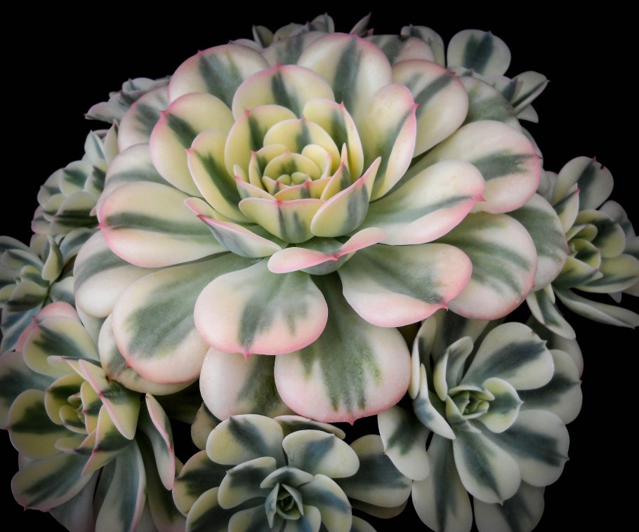 Эхеверия Блэк Тип