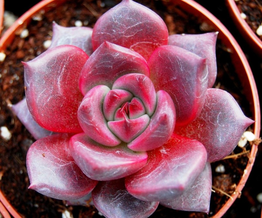 Эхеверия Рондо