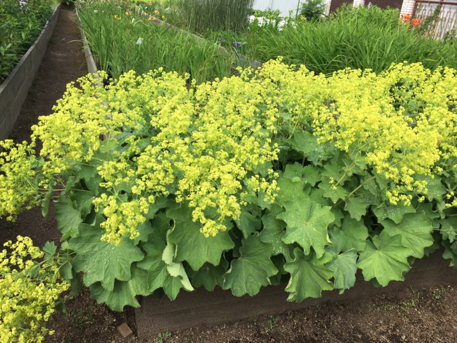 Манжетка Alchemilla erythropoda