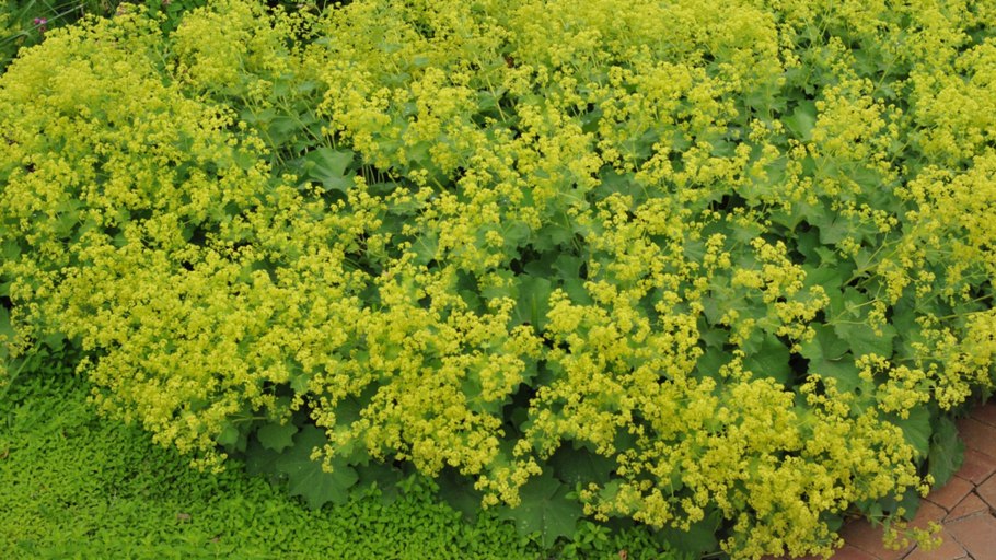 Манжетка Alchemilla mollis 'select'