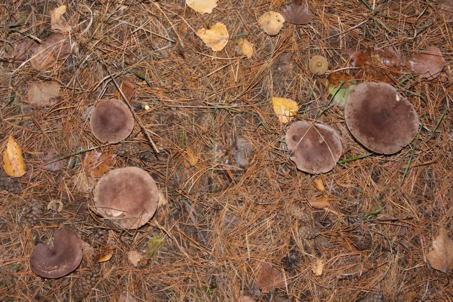 Крымская Степная однобочка гриб