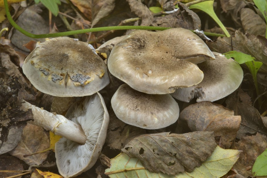 Грибы рядовки Белгородчины