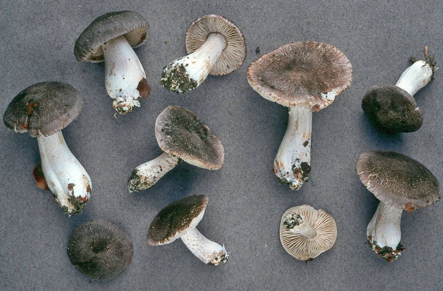 Серушка съедобные грибы