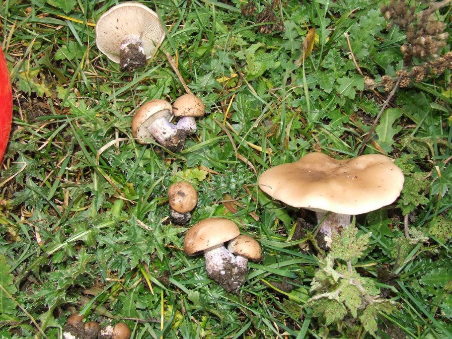 Осенние грибы съедобные рядовки