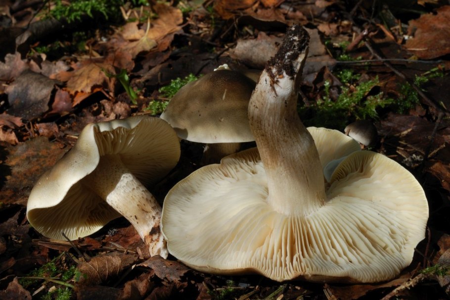 Рядовка ядовитая (Tricholoma pardinum)