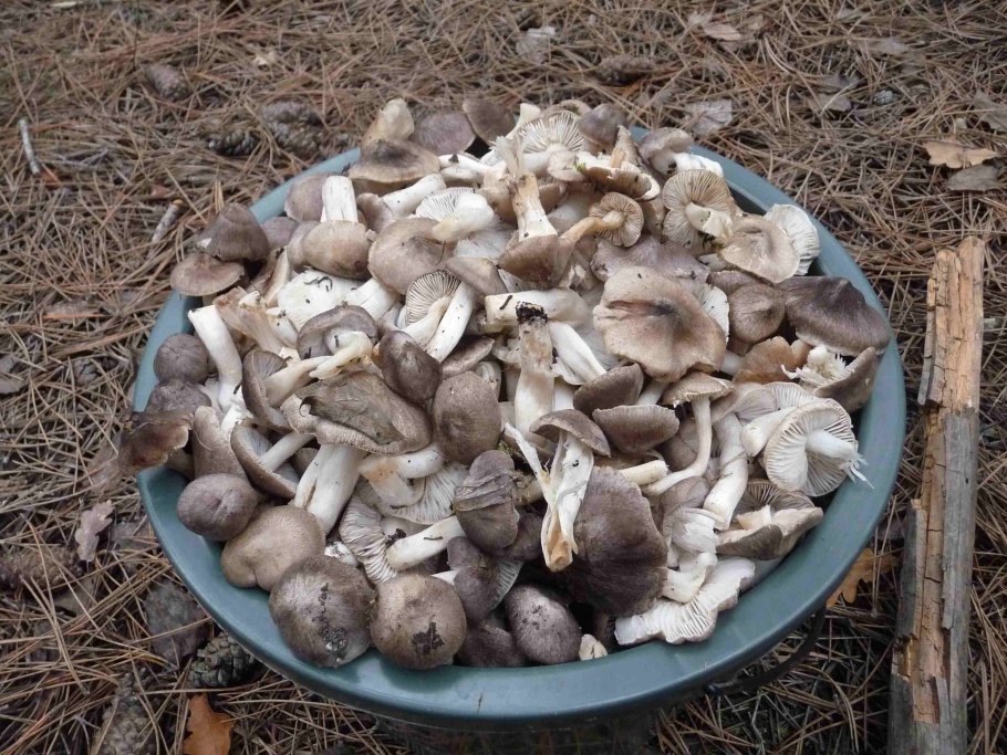 Рядовки грибы мышата