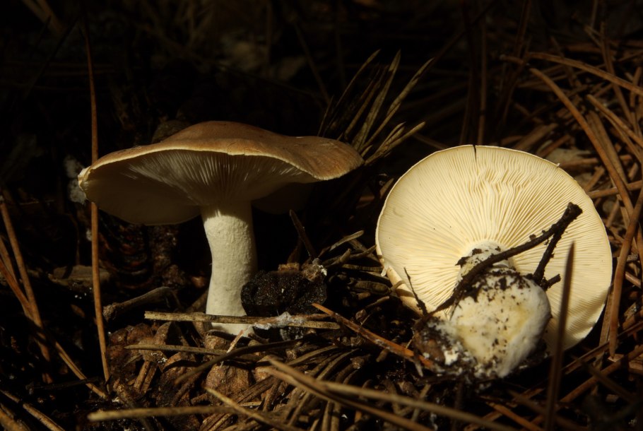 Крымские степные грибы