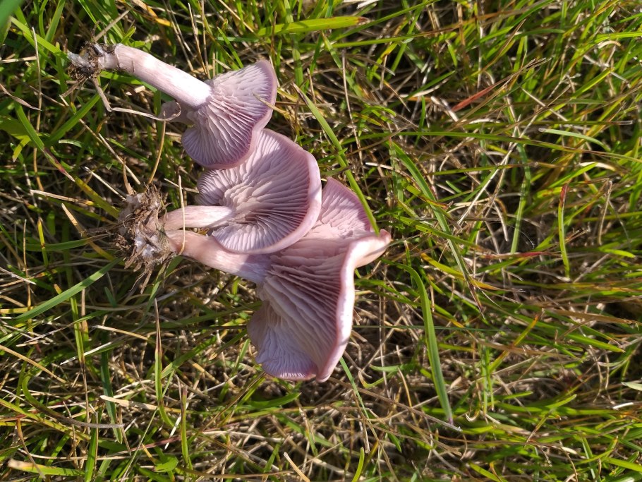 Леписта глаукокана