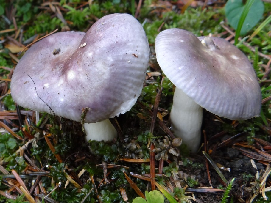 Russula insignis