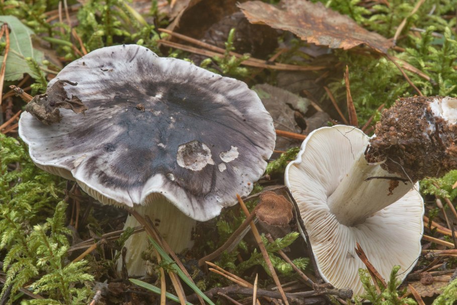 Рядовка серая Tricholoma portentosum.